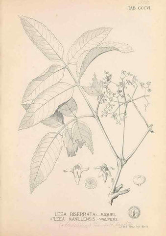 Reproducción/Reproduction 49747522772: Flora de Filipinas,. Manila,Estab. tip. de Plana y ca.,1877-83.. 