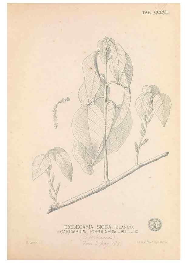 Reproducción/Reproduction 49747523012: Flora de Filipinas,. Manila,Estab. tip. de Plana y ca.,1877-83.. 
