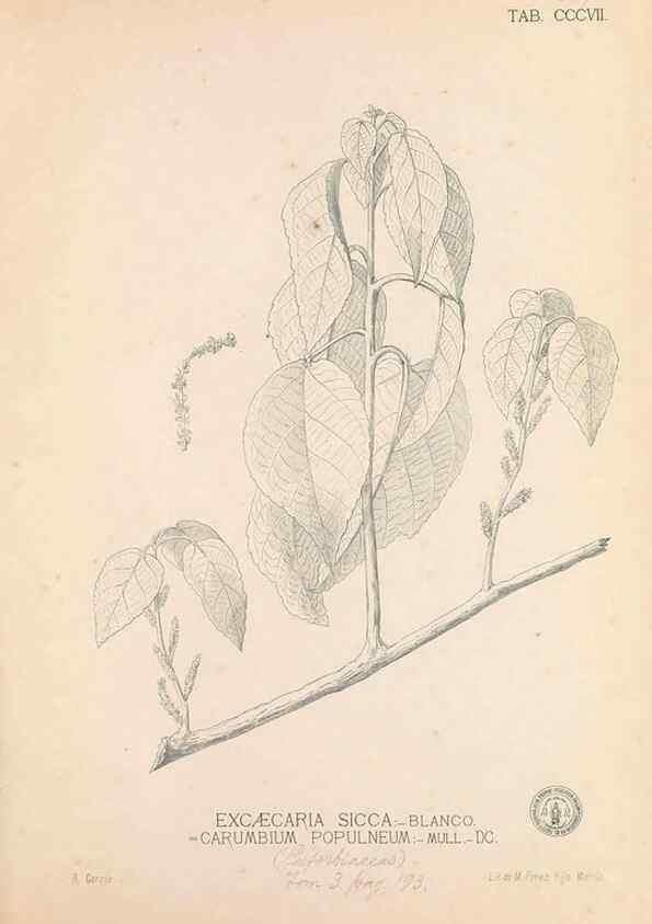 Reproducción/Reproduction 49747523012: Flora de Filipinas,. Manila,Estab. tip. de Plana y ca.,1877-83.. 