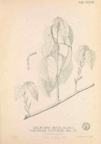 Reproducción/Reproduction 49747523012: Flora de Filipinas,. Manila,Estab. tip. de Plana y ca.,1877-83.. 