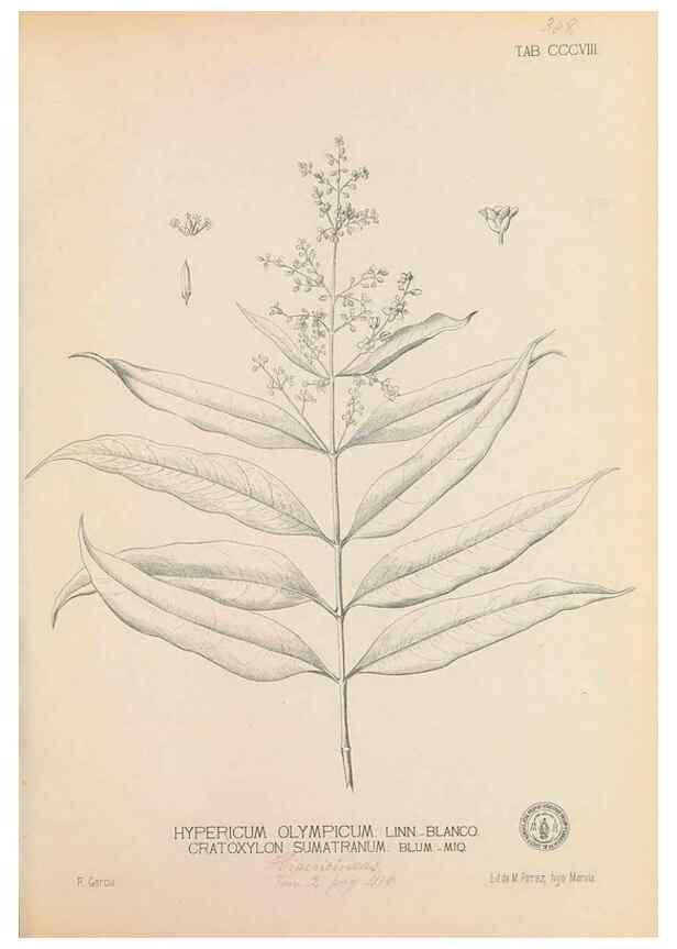 Reproducción/Reproduction 49746654623: Flora de Filipinas,. Manila,Estab. tip. de Plana y ca.,1877-83.. 