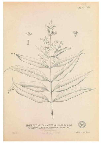 Reproducción/Reproduction 49746654623: Flora de Filipinas,. Manila,Estab. tip. de Plana y ca.,1877-83.. 