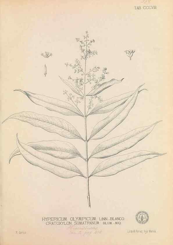 Reproducción/Reproduction 49746654623: Flora de Filipinas,. Manila,Estab. tip. de Plana y ca.,1877-83.. 