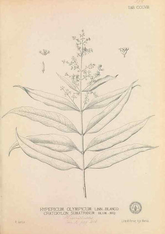 Reproducción/Reproduction 49746654623: Flora de Filipinas,. Manila,Estab. tip. de Plana y ca.,1877-83.. 