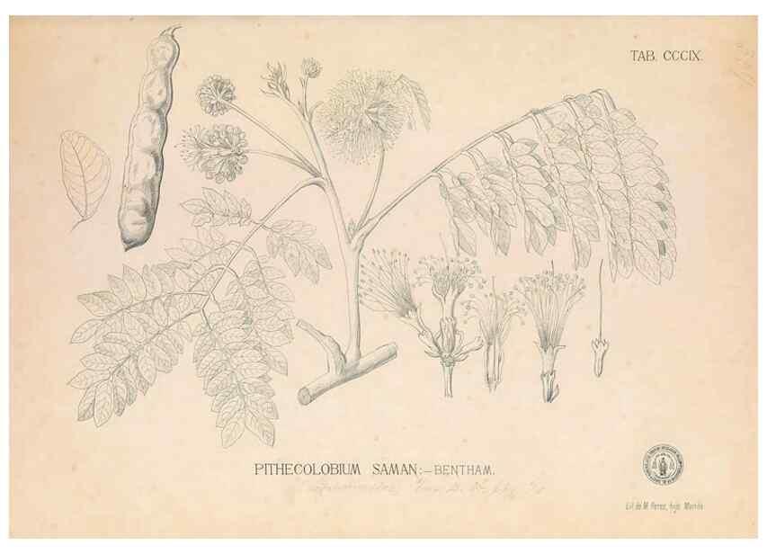 Reproducción/Reproduction 49747523432: Flora de Filipinas,. Manila,Estab. tip. de Plana y ca.,1877-83.. 