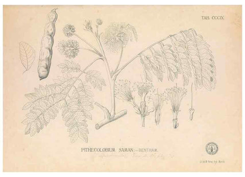 Reproducción/Reproduction 49747523432: Flora de Filipinas,. Manila,Estab. tip. de Plana y ca.,1877-83.. 