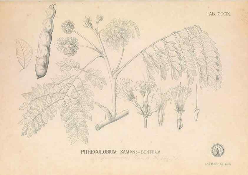 Reproducción/Reproduction 49747523432: Flora de Filipinas,. Manila,Estab. tip. de Plana y ca.,1877-83.. 