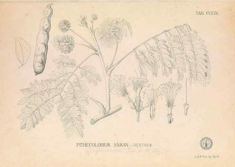 Reproducción/Reproduction 49747523432: Flora de Filipinas,. Manila,Estab. tip. de Plana y ca.,1877-83.. 
