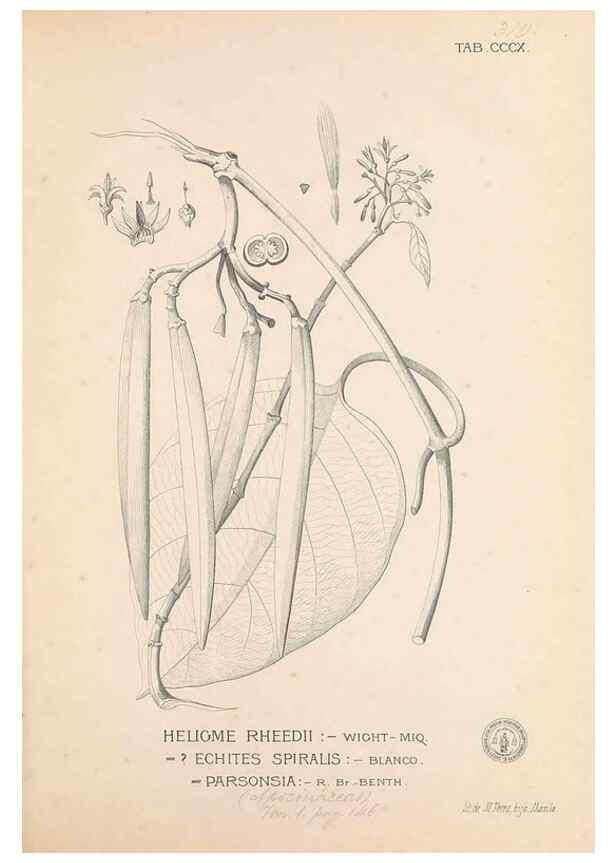 Reproducción/Reproduction 49746655213: Flora de Filipinas,. Manila,Estab. tip. de Plana y ca.,1877-83.. 