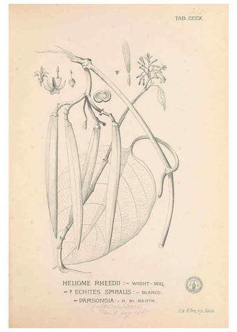 Reproducción/Reproduction 49746655213: Flora de Filipinas,. Manila,Estab. tip. de Plana y ca.,1877-83.. 