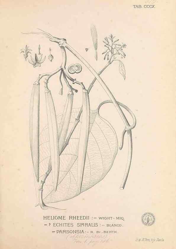 Reproducción/Reproduction 49746655213: Flora de Filipinas,. Manila,Estab. tip. de Plana y ca.,1877-83.. 
