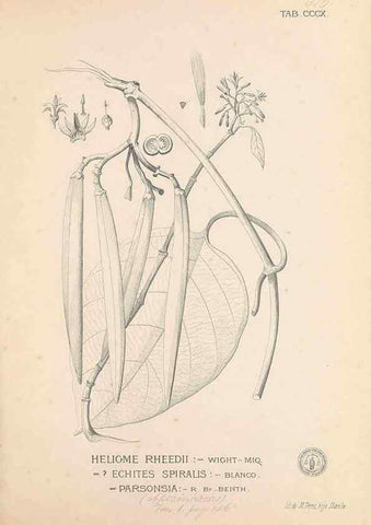 Reproducción/Reproduction 49746655213: Flora de Filipinas,. Manila,Estab. tip. de Plana y ca.,1877-83.. 