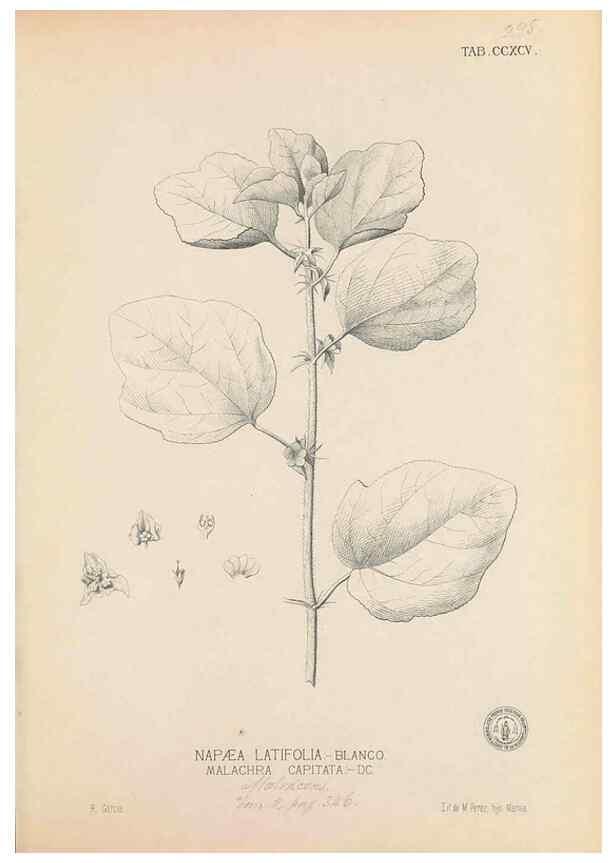 Reproducción/Reproduction 49747192511: Flora de Filipinas,. Manila,Estab. tip. de Plana y ca.,1877-83.. 