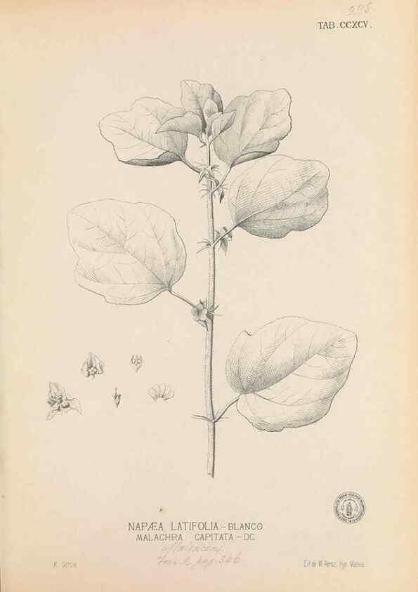 Reproducción/Reproduction 49747192511: Flora de Filipinas,. Manila,Estab. tip. de Plana y ca.,1877-83.. 