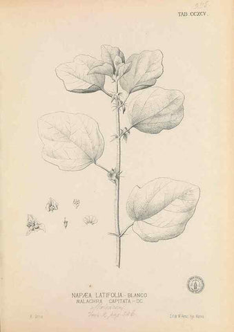 Reproducción/Reproduction 49747192511: Flora de Filipinas,. Manila,Estab. tip. de Plana y ca.,1877-83.. 