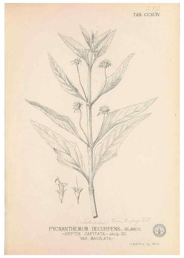 Reproducción/Reproduction 49747519837: Flora de Filipinas,. Manila,Estab. tip. de Plana y ca.,1877-83.. 