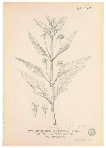 Reproducción/Reproduction 49747519837: Flora de Filipinas,. Manila,Estab. tip. de Plana y ca.,1877-83.. 