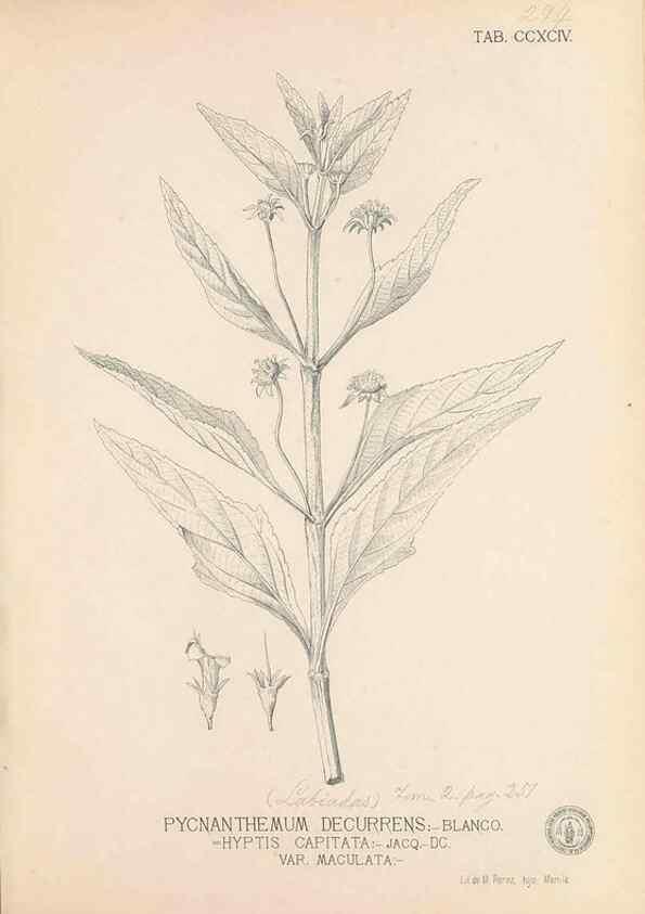 Reproducción/Reproduction 49747519837: Flora de Filipinas,. Manila,Estab. tip. de Plana y ca.,1877-83.. 