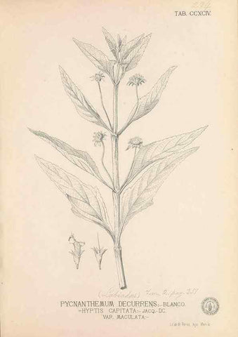 Reproducción/Reproduction 49747519837: Flora de Filipinas,. Manila,Estab. tip. de Plana y ca.,1877-83.. 