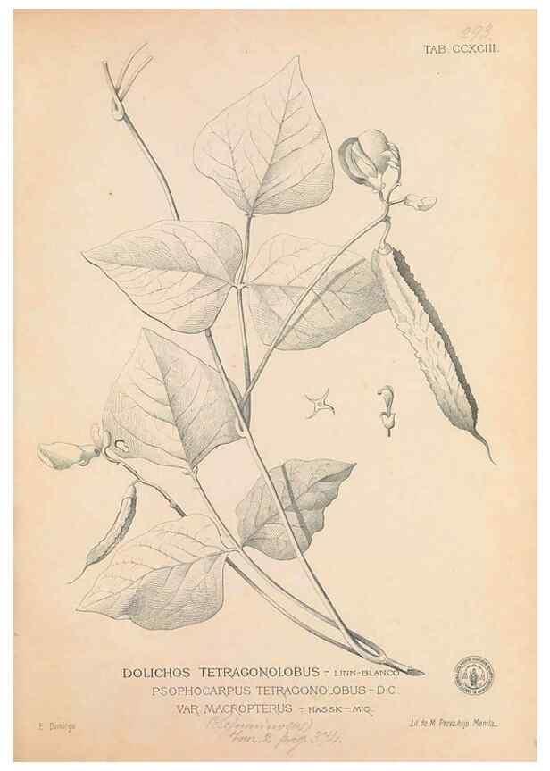 Reproducción/Reproduction 49747191971: Flora de Filipinas,. Manila,Estab. tip. de Plana y ca.,1877-83.. 