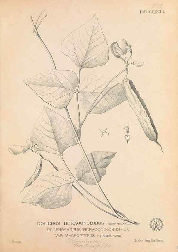 Reproducción/Reproduction 49747191971: Flora de Filipinas,. Manila,Estab. tip. de Plana y ca.,1877-83.. 