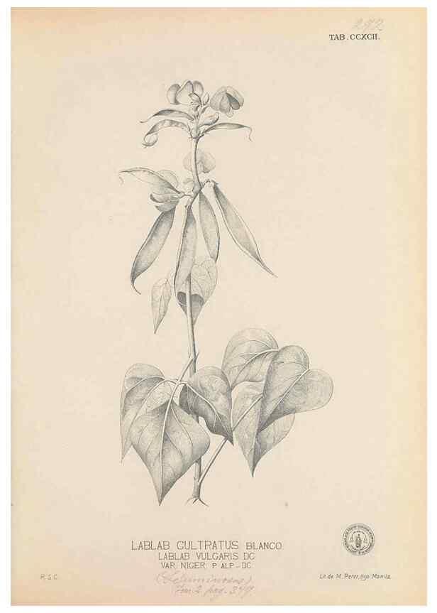 Reproducción/Reproduction 49746650698: Flora de Filipinas,. Manila,Estab. tip. de Plana y ca.,1877-83.. 