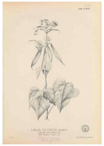 Reproducción/Reproduction 49746650698: Flora de Filipinas,. Manila,Estab. tip. de Plana y ca.,1877-83.. 