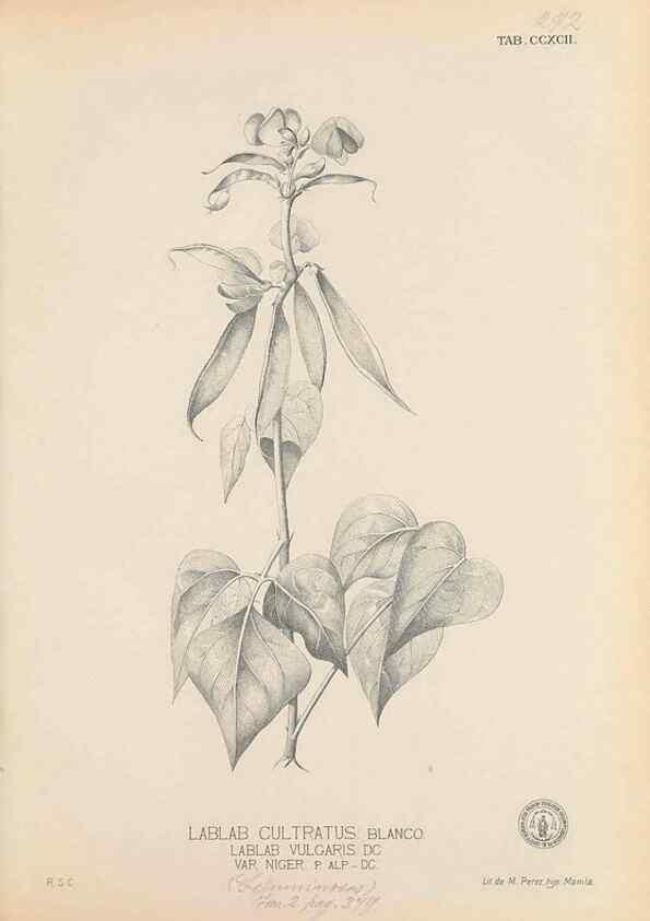 Reproducción/Reproduction 49746650698: Flora de Filipinas,. Manila,Estab. tip. de Plana y ca.,1877-83.. 