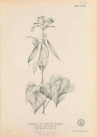 Reproducción/Reproduction 49746650698: Flora de Filipinas,. Manila,Estab. tip. de Plana y ca.,1877-83.. 