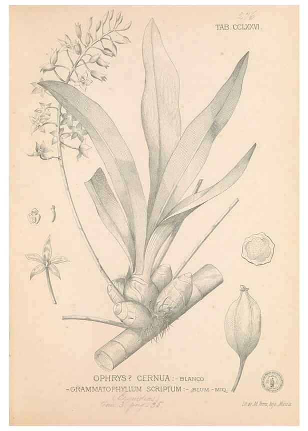 Reproducción/Reproduction 49747187351: Flora de Filipinas,. Manila,Estab. tip. de Plana y ca.,1877-83.. 
