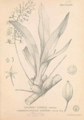 Reproducción/Reproduction 49747187351: Flora de Filipinas,. Manila,Estab. tip. de Plana y ca.,1877-83.. 