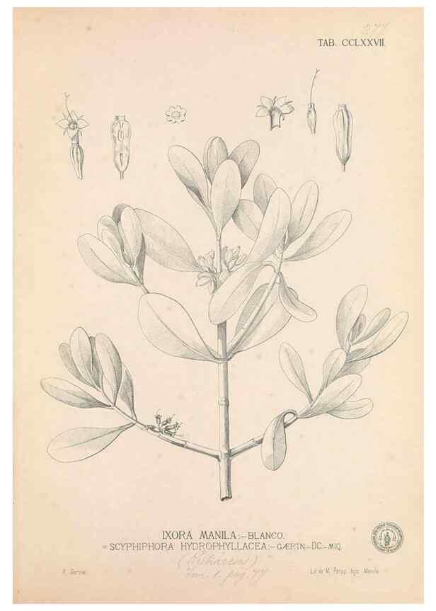 Reproducción/Reproduction 49746646458: Flora de Filipinas,. Manila,Estab. tip. de Plana y ca.,1877-83.. 