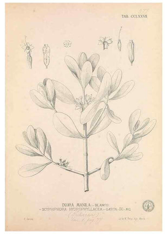 Reproducción/Reproduction 49746646458: Flora de Filipinas,. Manila,Estab. tip. de Plana y ca.,1877-83.. 