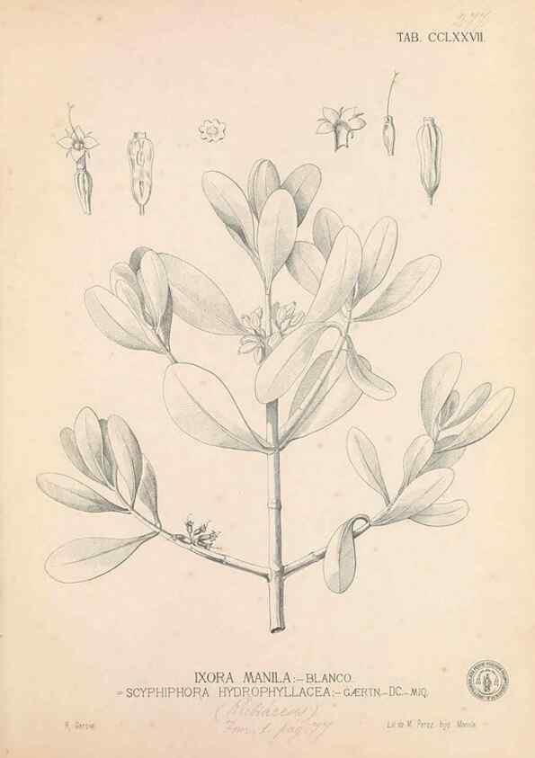 Reproducción/Reproduction 49746646458: Flora de Filipinas,. Manila,Estab. tip. de Plana y ca.,1877-83.. 