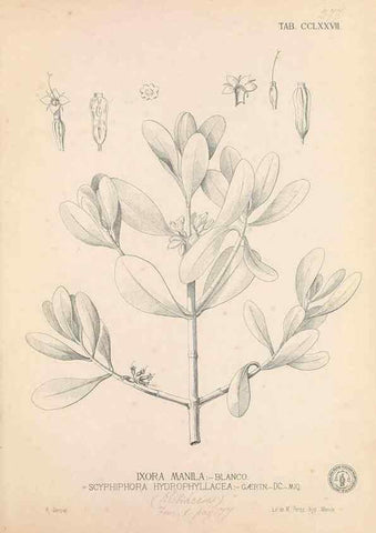 Reproducción/Reproduction 49746646458: Flora de Filipinas,. Manila,Estab. tip. de Plana y ca.,1877-83.. 