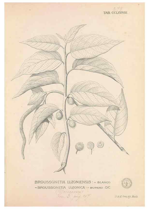 Reproducción/Reproduction 49747187886: Flora de Filipinas,. Manila,Estab. tip. de Plana y ca.,1877-83.. 