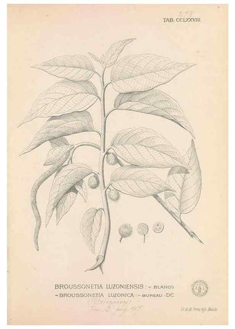 Reproducción/Reproduction 49747187886: Flora de Filipinas,. Manila,Estab. tip. de Plana y ca.,1877-83.. 