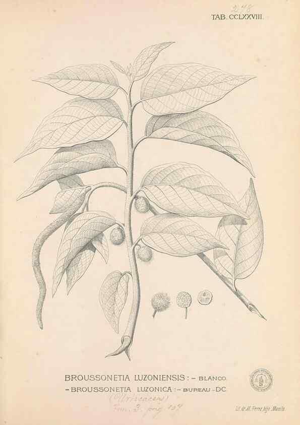 Reproducción/Reproduction 49747187886: Flora de Filipinas,. Manila,Estab. tip. de Plana y ca.,1877-83.. 