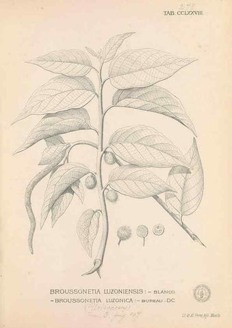Reproducción/Reproduction 49747187886: Flora de Filipinas,. Manila,Estab. tip. de Plana y ca.,1877-83.. 