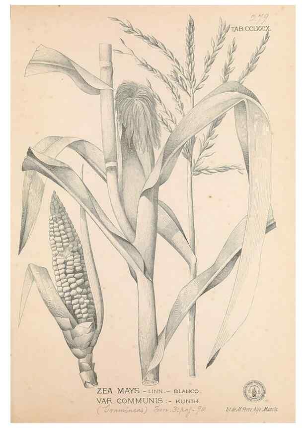 Reproducción/Reproduction 49747188366: Flora de Filipinas,. Manila,Estab. tip. de Plana y ca.,1877-83.. 