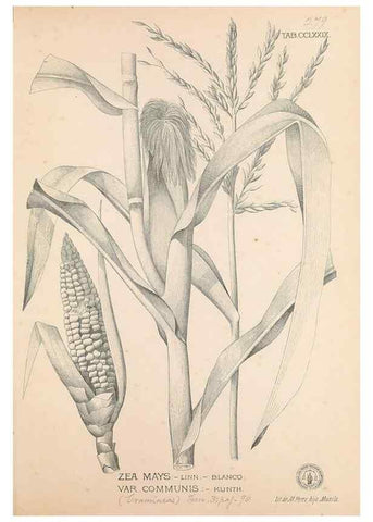 Reproducción/Reproduction 49747188366: Flora de Filipinas,. Manila,Estab. tip. de Plana y ca.,1877-83.. 