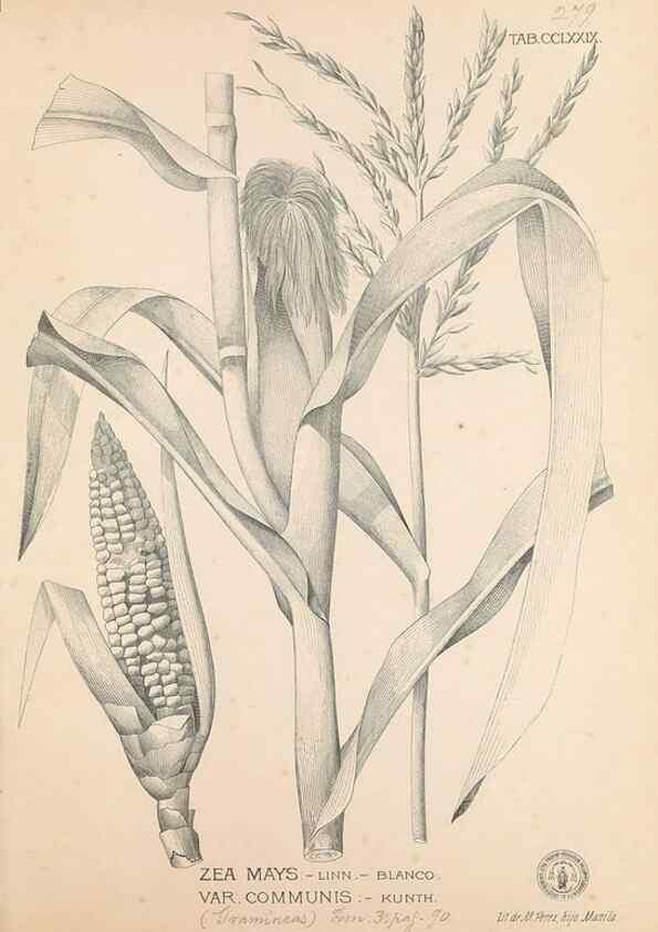 Reproducción/Reproduction 49747188366: Flora de Filipinas,. Manila,Estab. tip. de Plana y ca.,1877-83.. 