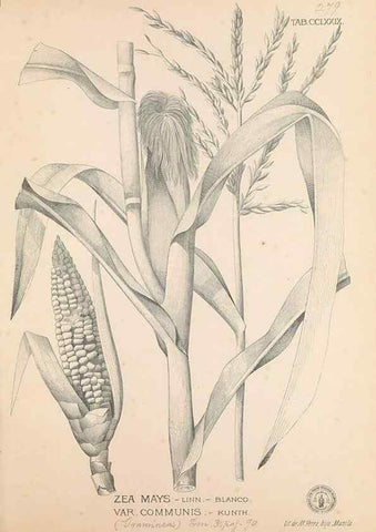 Reproducción/Reproduction 49747188366: Flora de Filipinas,. Manila,Estab. tip. de Plana y ca.,1877-83.. 