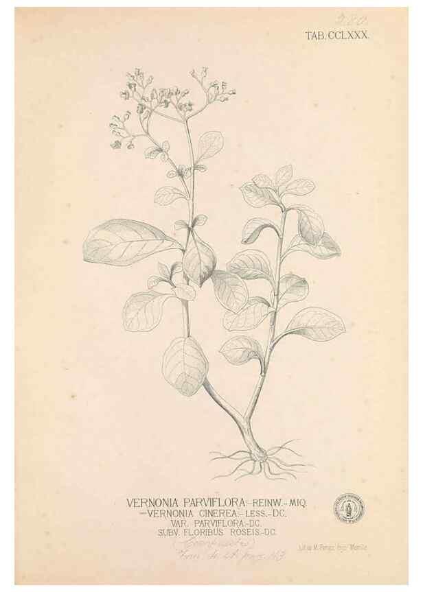 Reproducción/Reproduction 49747516312: Flora de Filipinas,. Manila,Estab. tip. de Plana y ca.,1877-83.. 