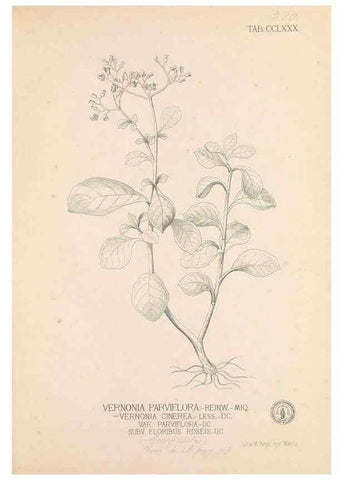 Reproducción/Reproduction 49747516312: Flora de Filipinas,. Manila,Estab. tip. de Plana y ca.,1877-83.. 