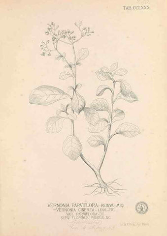 Reproducción/Reproduction 49747516312: Flora de Filipinas,. Manila,Estab. tip. de Plana y ca.,1877-83.. 