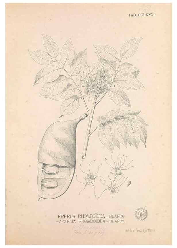 Reproducción/Reproduction 49747516607: Flora de Filipinas,. Manila,Estab. tip. de Plana y ca.,1877-83.. 