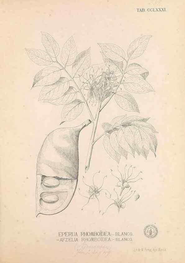Reproducción/Reproduction 49747516607: Flora de Filipinas,. Manila,Estab. tip. de Plana y ca.,1877-83.. 