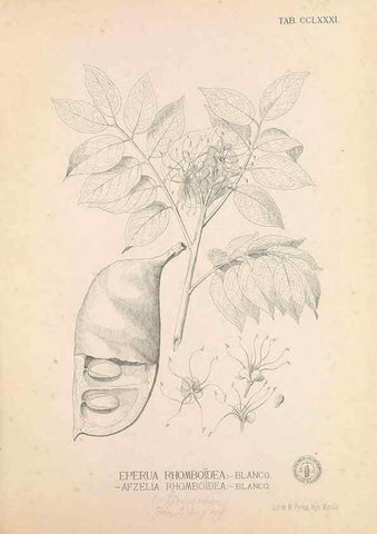 Reproducción/Reproduction 49747516607: Flora de Filipinas,. Manila,Estab. tip. de Plana y ca.,1877-83.. 