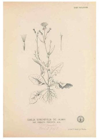 Reproducción/Reproduction 49747189136: Flora de Filipinas,. Manila,Estab. tip. de Plana y ca.,1877-83.. 